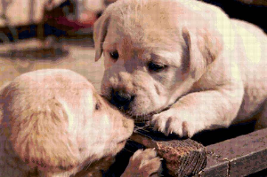 щенки - предпросмотр