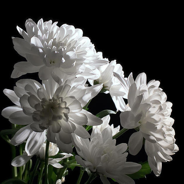 цветы - цветы - оригинал