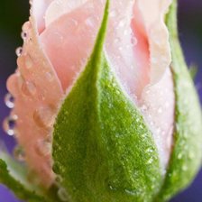 Схема вышивки «роза»