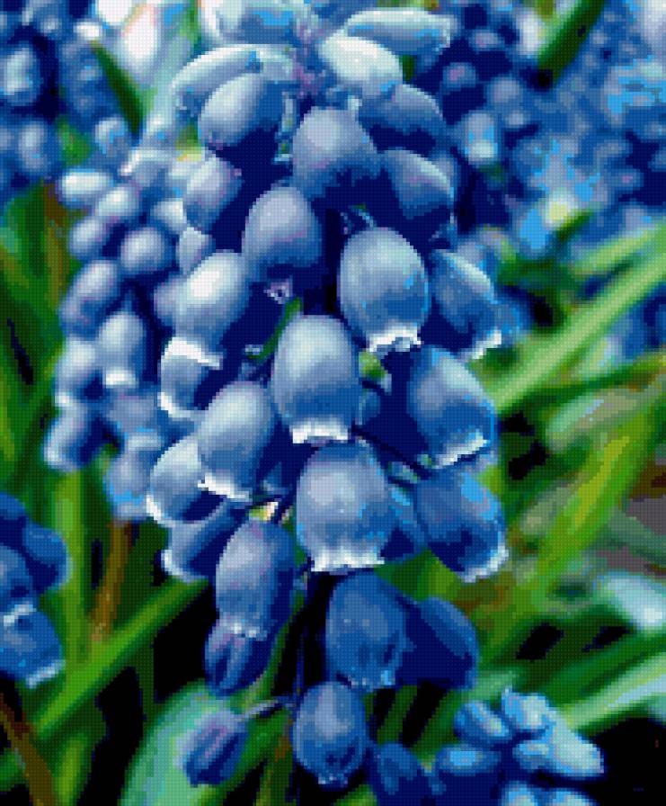 цветы - цветы - предпросмотр