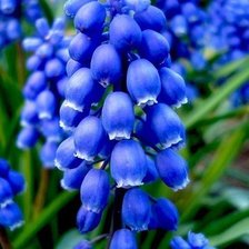 Схема вышивки «цветы»