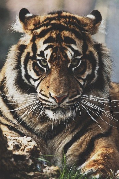 Тигр - животное - оригинал