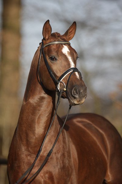 конь - животное - оригинал