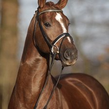 Схема вышивки «конь»