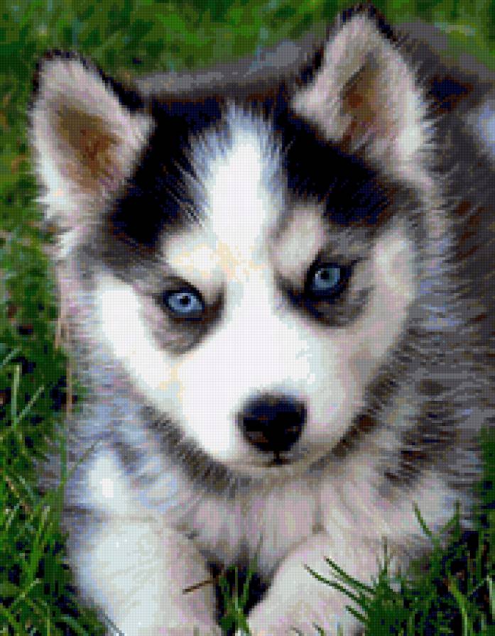 хаски - животное - предпросмотр