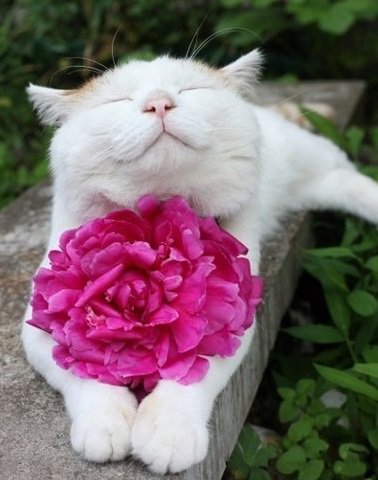 котик - природа, кот, кошка, котик, цветок - оригинал