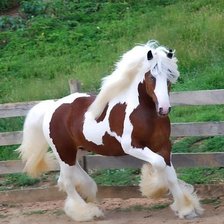 Схема вышивки «необычный конь»