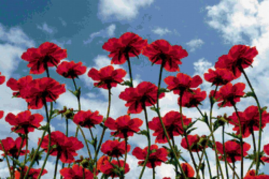 Маки - маки, лето, небо - предпросмотр