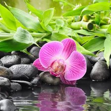 Схема вышивки «орхидея у воды»