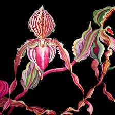 Схема вышивки «orhideya»