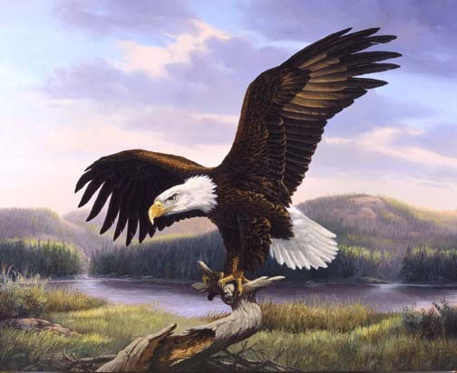 0124 - орел, птицы, красота, картина, природа - оригинал