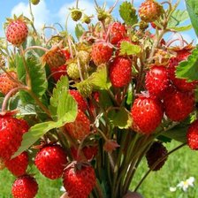 Схема вышивки «№395376»