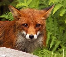 лис в папоротнике