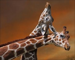 два жирафа - африка, жирафы, животные - оригинал