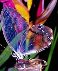 Прозрачная - цветы, , бабочки - оригинал