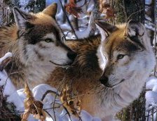 волчья пара