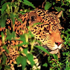 леопард в засаде