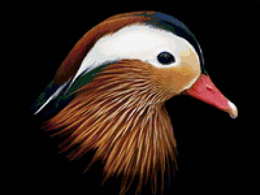 утка-мандарика - животные, птицы, утки - предпросмотр
