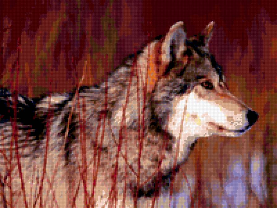 волк канадский - животные, природа, волк - предпросмотр