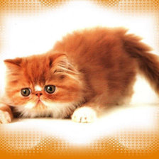 Схема вышивки «перс-котенок»