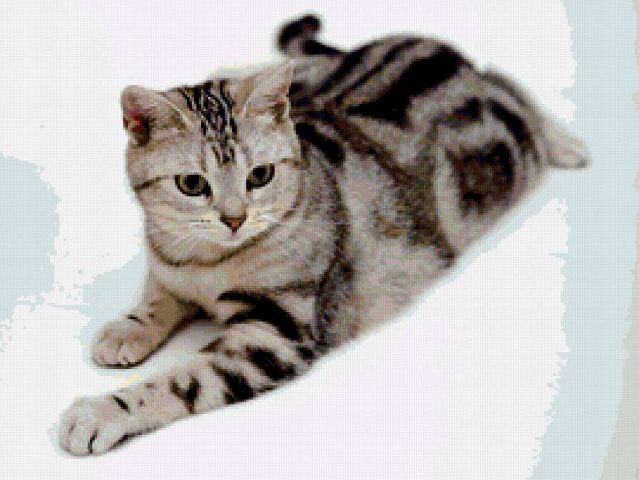 Киса - кошка - предпросмотр