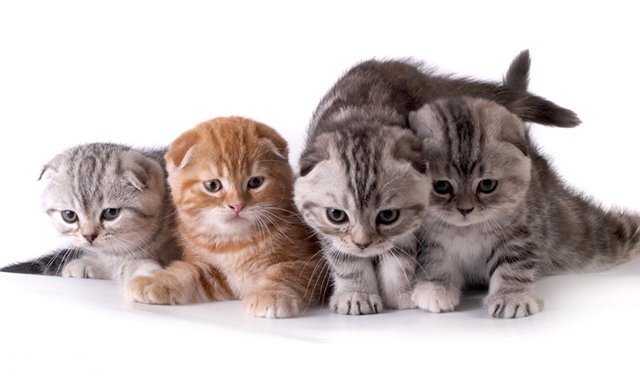 Котята - кошки, котята - оригинал