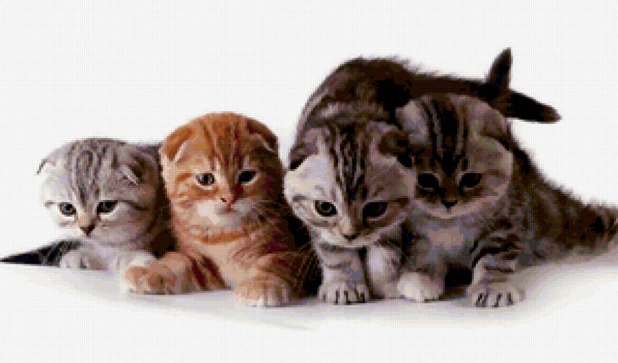 Котята - котята, кошки - предпросмотр