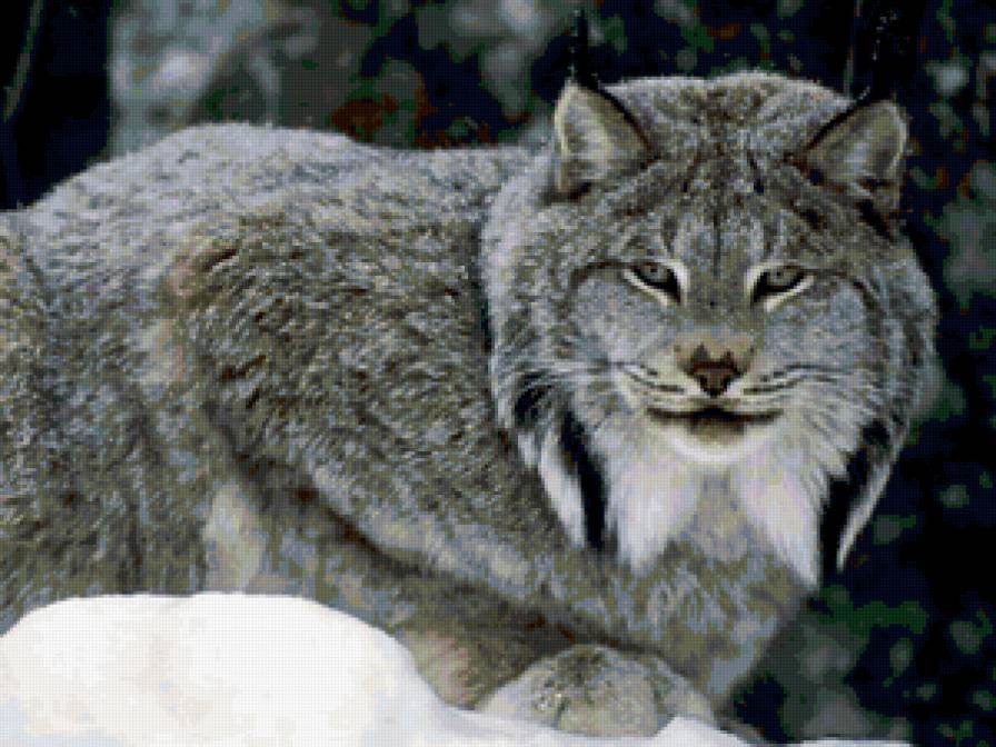 снежная рысь - животные, природа - предпросмотр