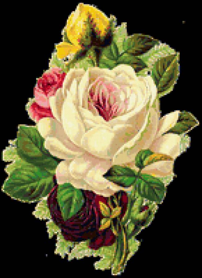 розы - цветы, розы - предпросмотр