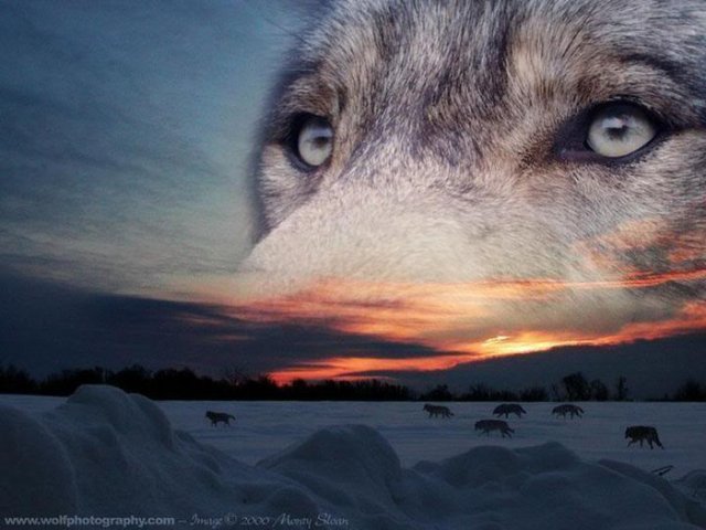 глаза волка - волки - оригинал