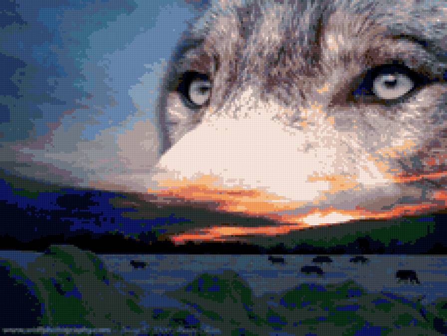 глаза волка - волки - предпросмотр