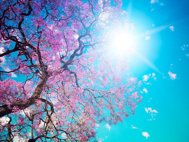 Розовое дерево - дерево, небо, природа - оригинал