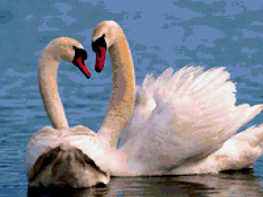 лебеди - птицы, утки, животные - предпросмотр