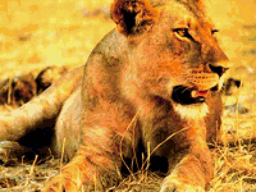 львица - животные, природа - предпросмотр