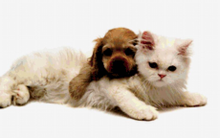 щенок и кошка - щенок, щенки, собака, собаки, кошка - предпросмотр