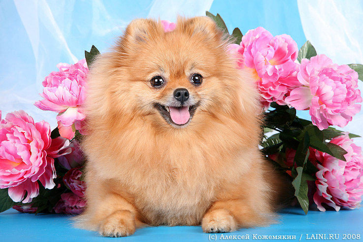 шпиц - оригинал