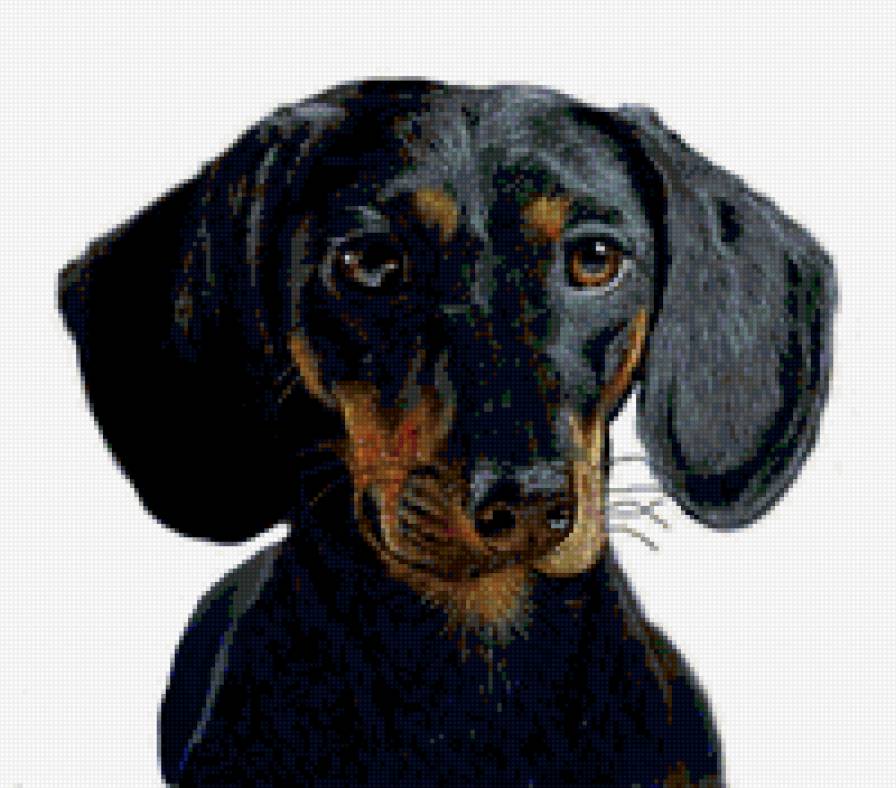 Портрет таксы - такса, собаки - предпросмотр