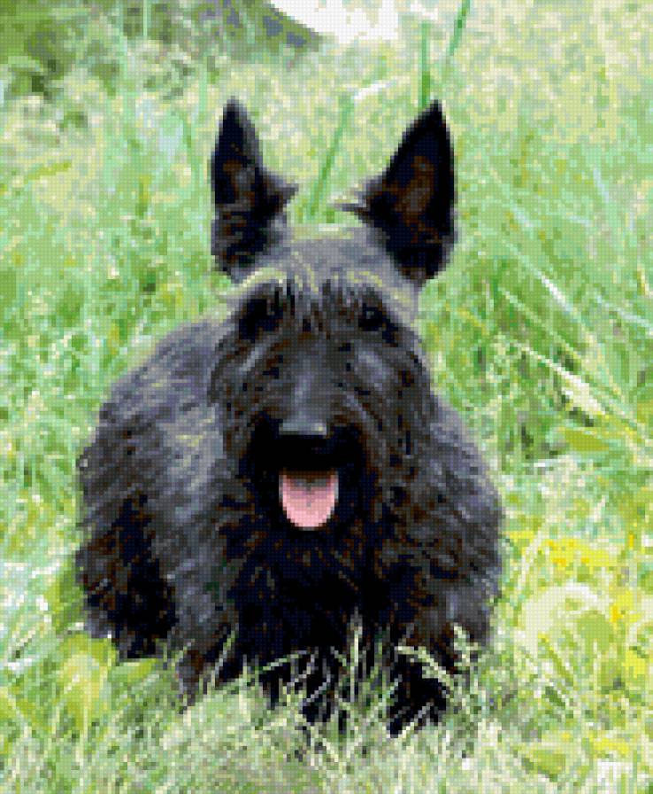 Скотч-терьер - собака, скотч - предпросмотр