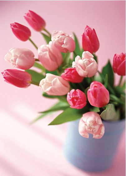 Розовые тюльпаны - тюльпаны, цветы - оригинал