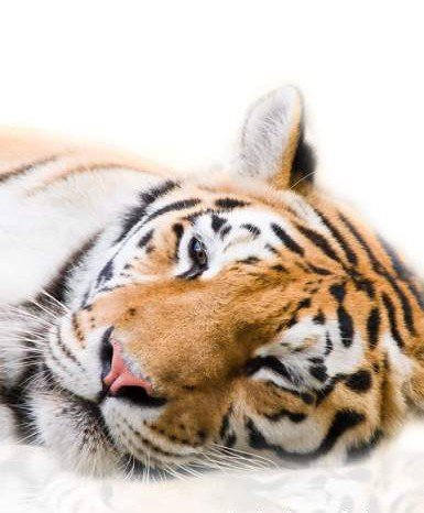 Тигр - кошки, тигр, дикие животные, хищники - оригинал