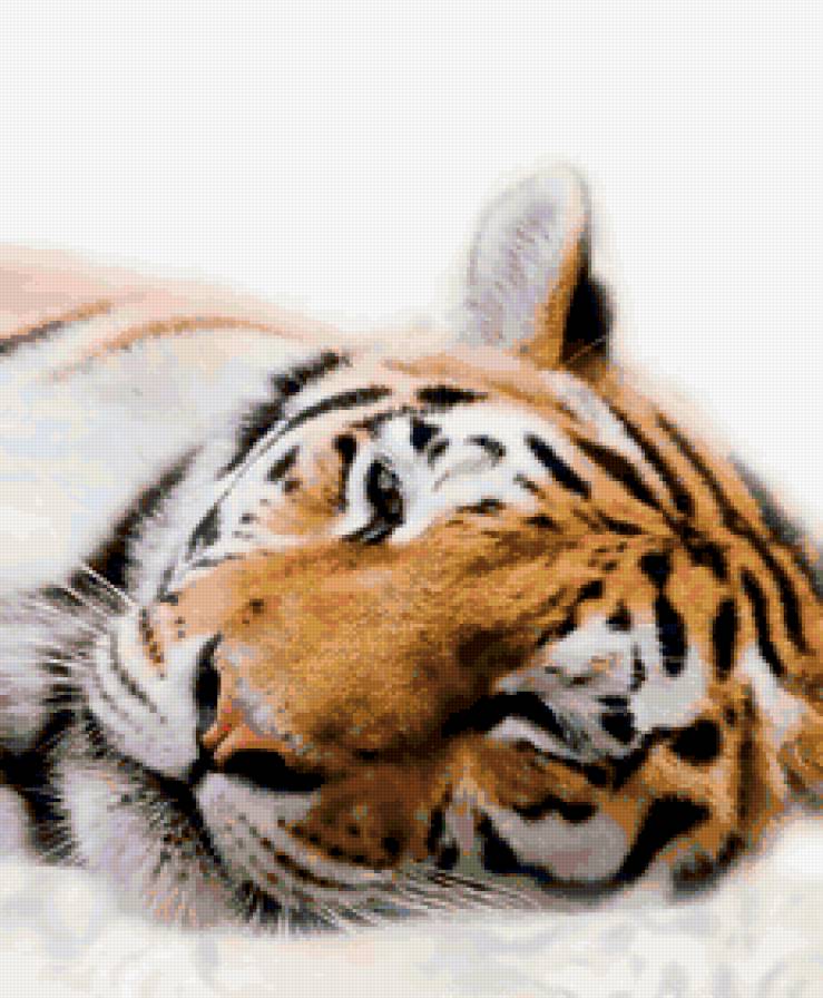 Тигр - тигр, кошки, хищники, дикие животные - предпросмотр