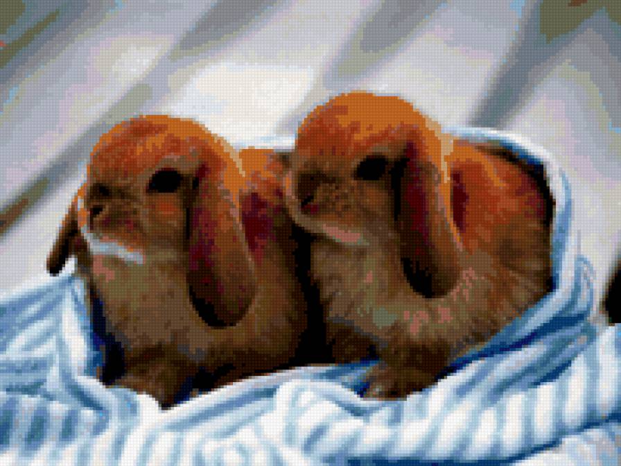 кролики - животные, зайцы, кролики - предпросмотр