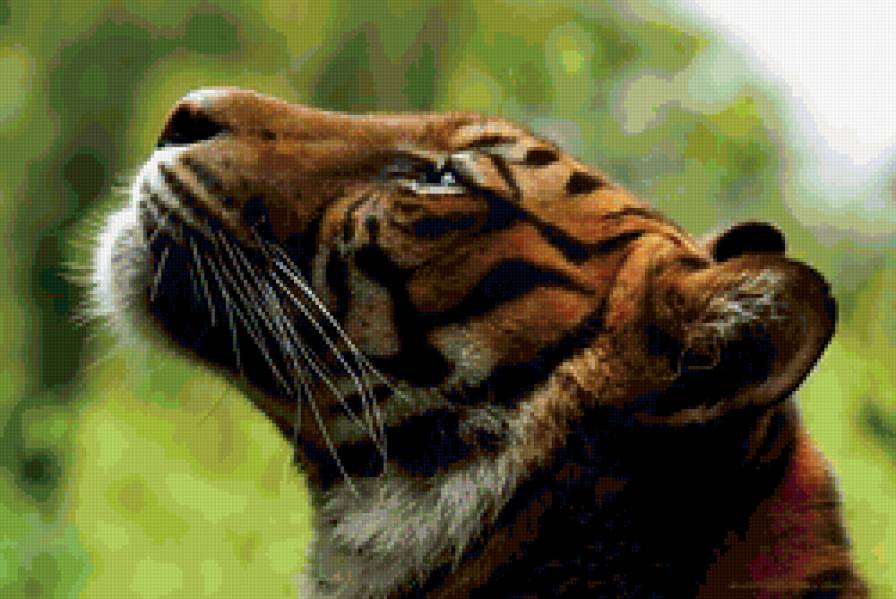 тигр - животные - предпросмотр