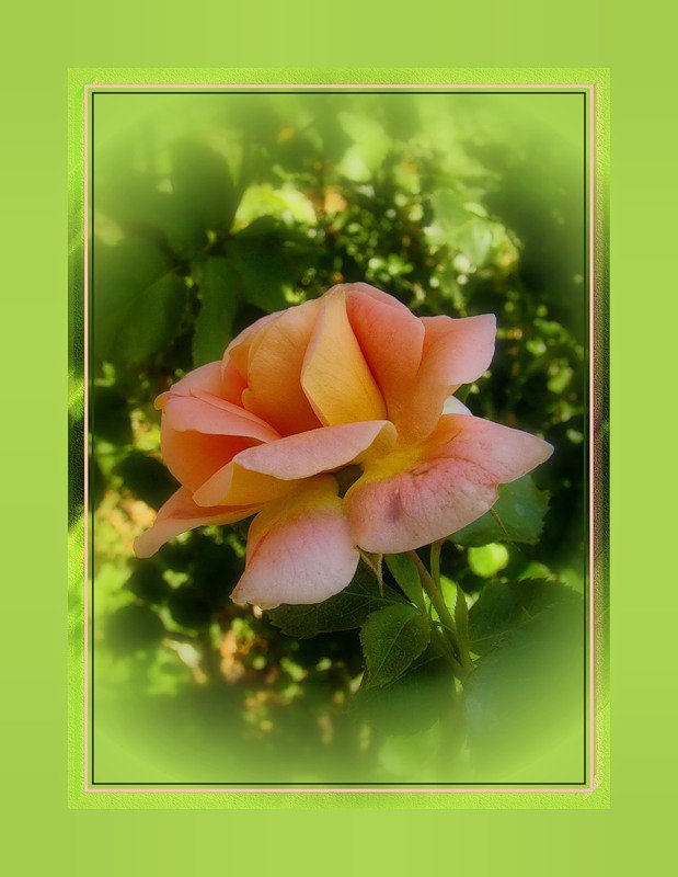 №396879 - цветы, роза, цветок, розы, подушка - оригинал