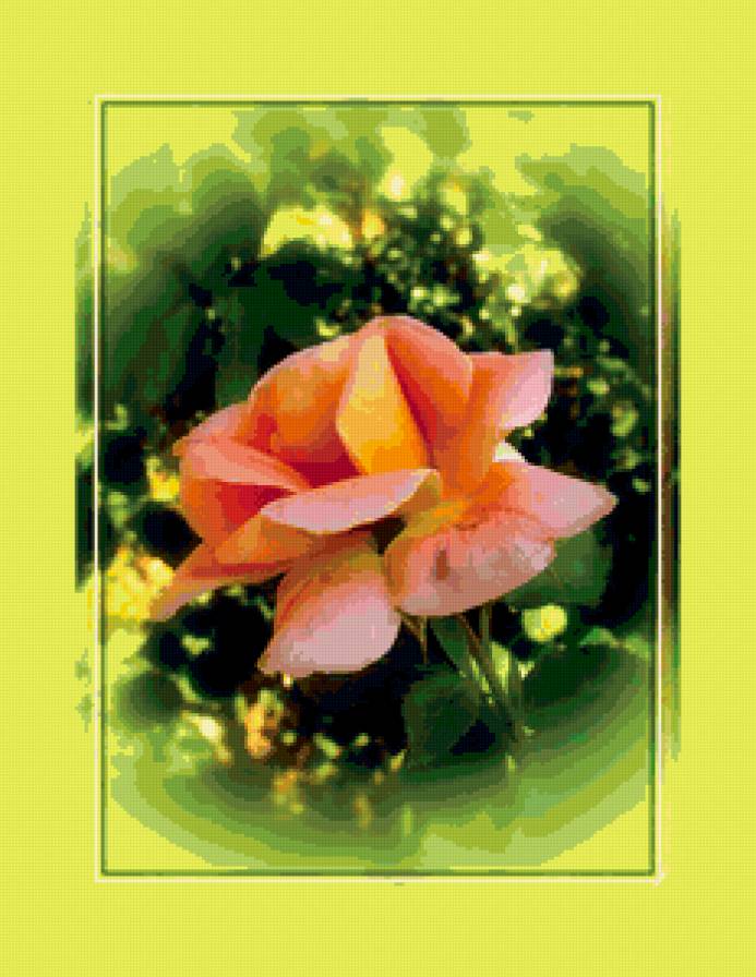 №396879 - подушка, цветок, роза, розы, цветы - предпросмотр