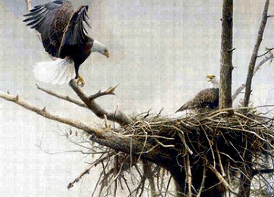 Орлы - орел, природа, птица - предпросмотр