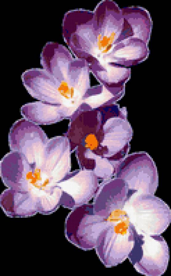 №396982 - весна, цветы, крокусы - предпросмотр