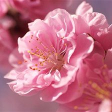 Схема вышивки «сакура»