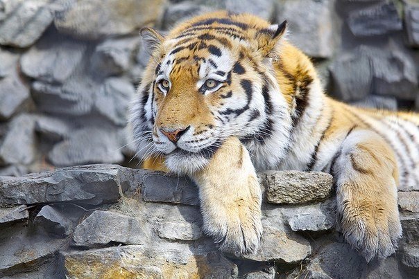 тигр - кошки - оригинал