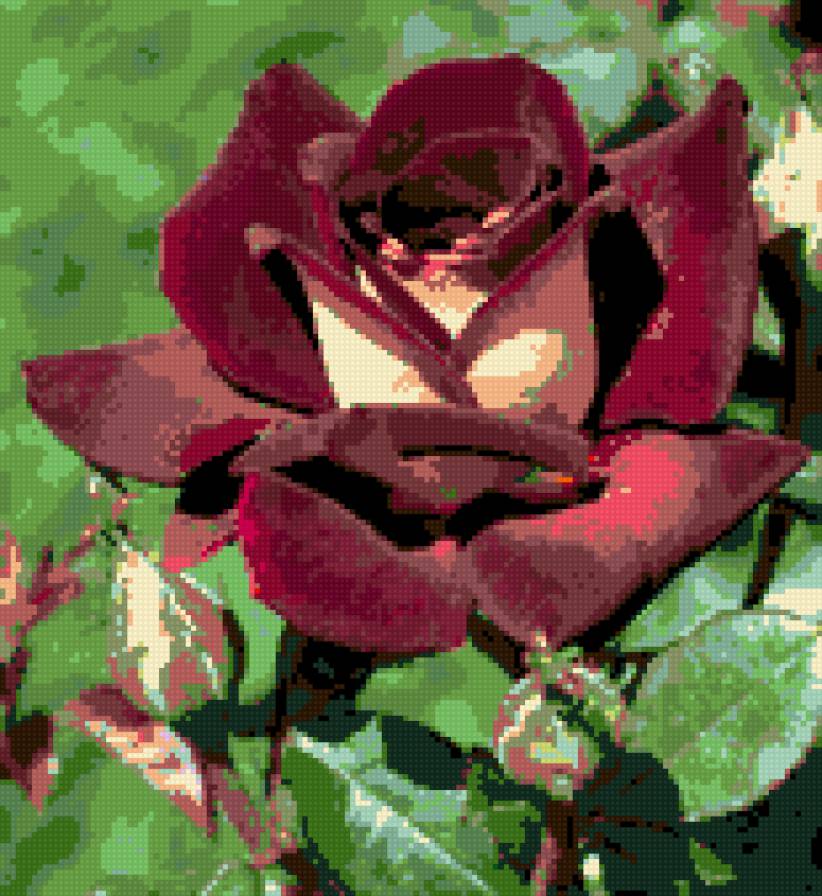 бархатная роза - роза - предпросмотр